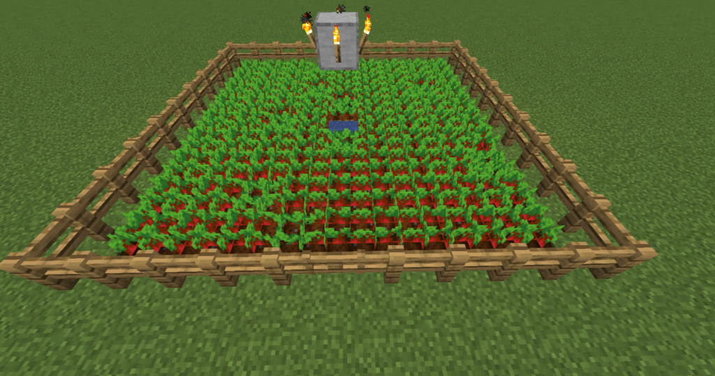 Stage 5 Minecraft beetroot farm